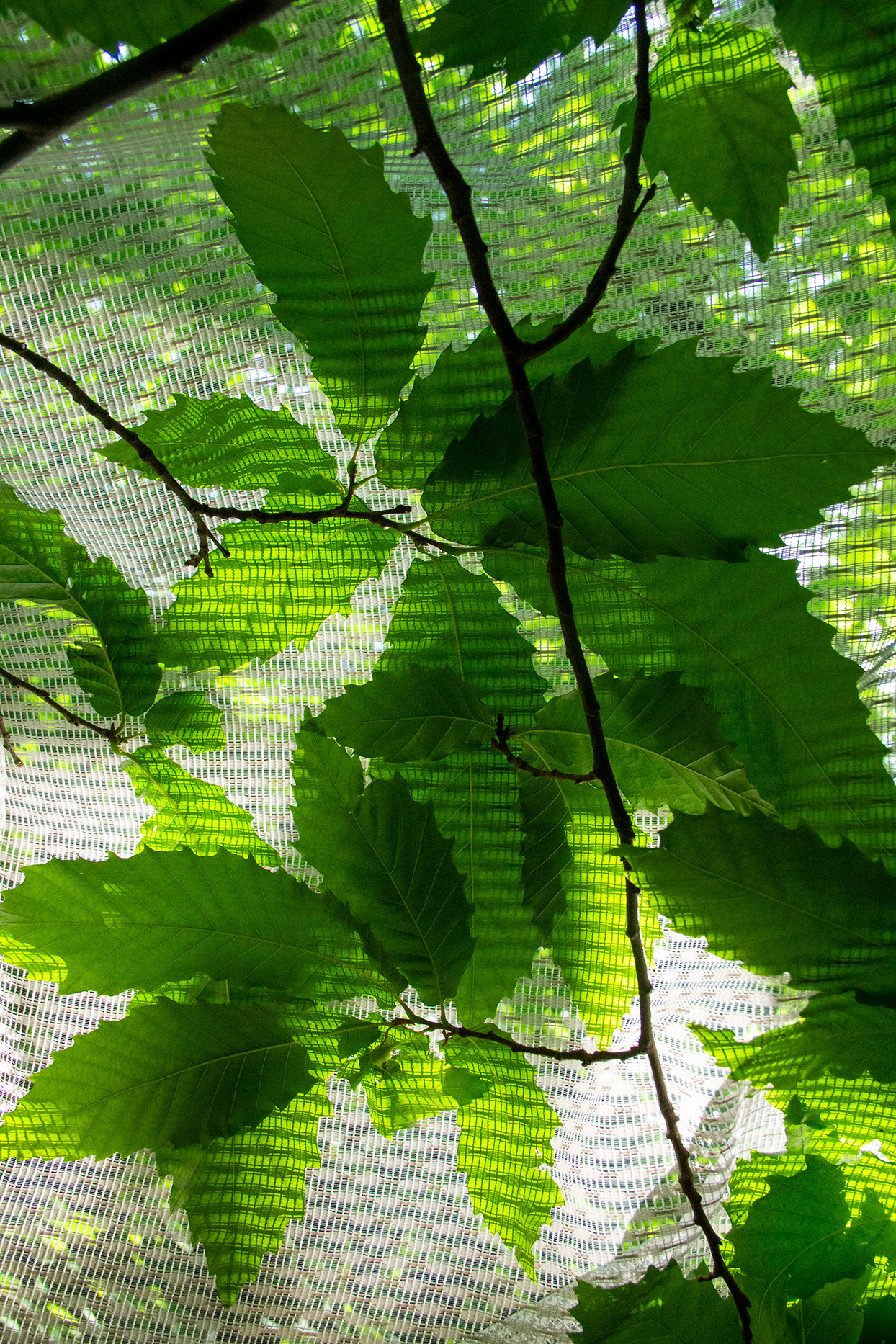 Transparenter heller Stoff hängt im Grünen und wird von natürlichem Licht durchleuchtet.